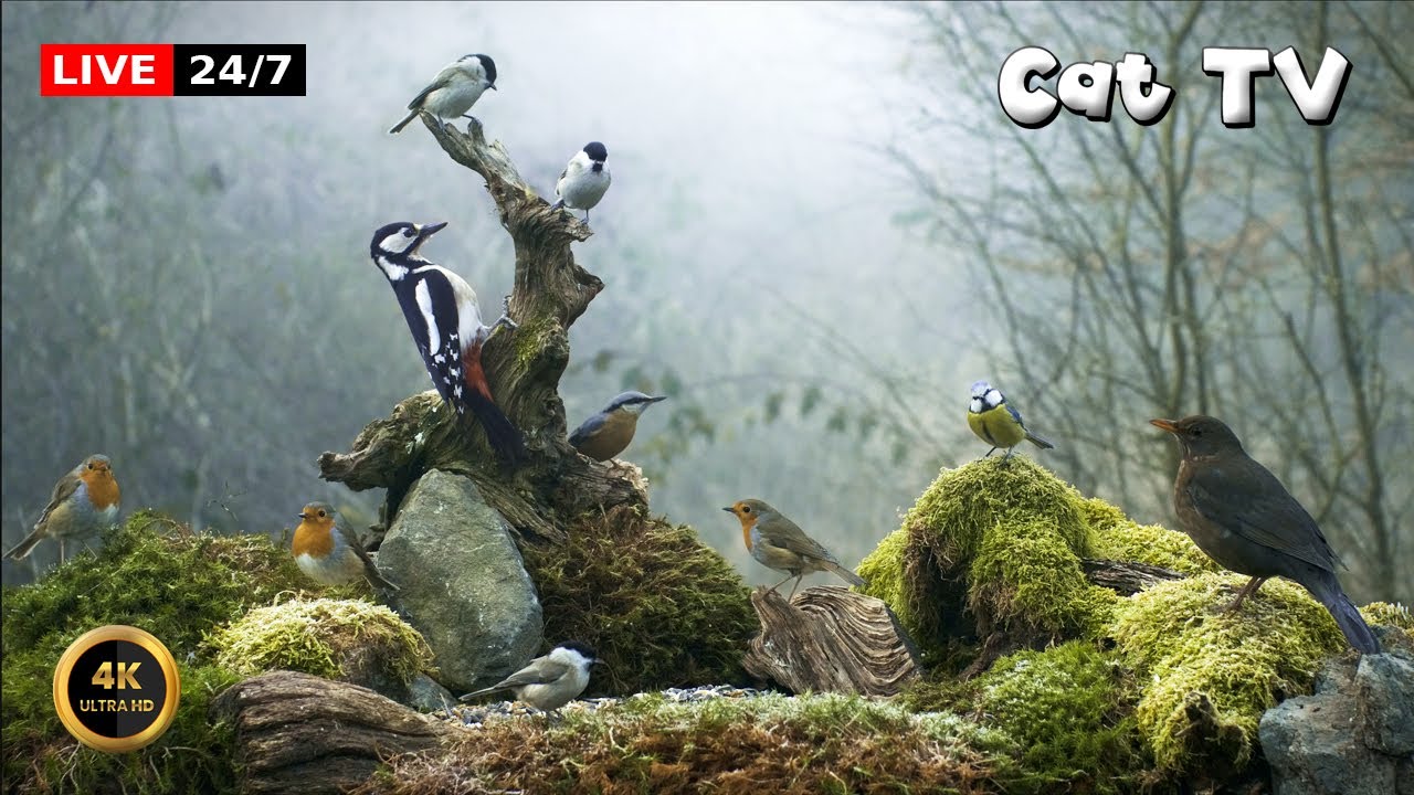 🔴24/7 LIVE Cat TV 😺 Birds In The Magic Misty Wood🕊️ (4K)