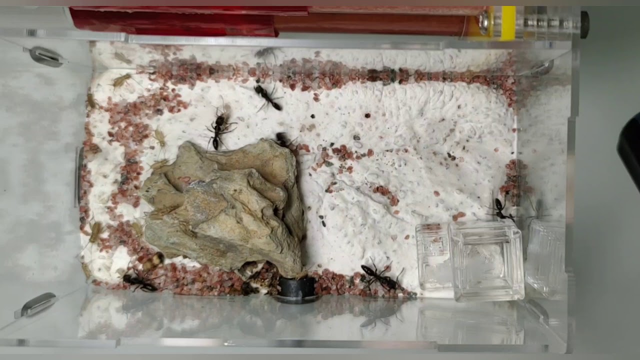 Odontoponera Denticulata aka toothed Ponera, the progress from founding till now