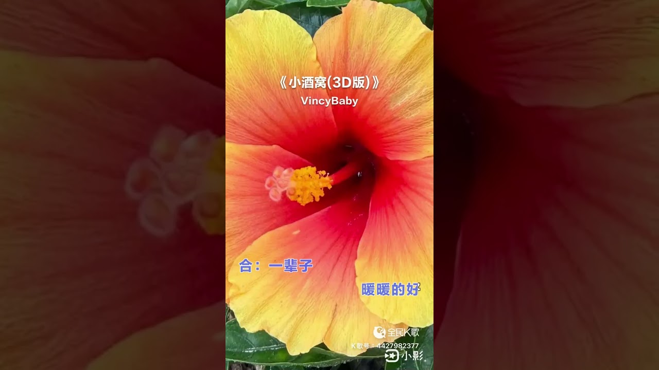 林俊傑&蔡卓妍-小酒窩（Cover:VincyBaby）/譚嘉儀-原來有愛（Cover:VincyBaby）