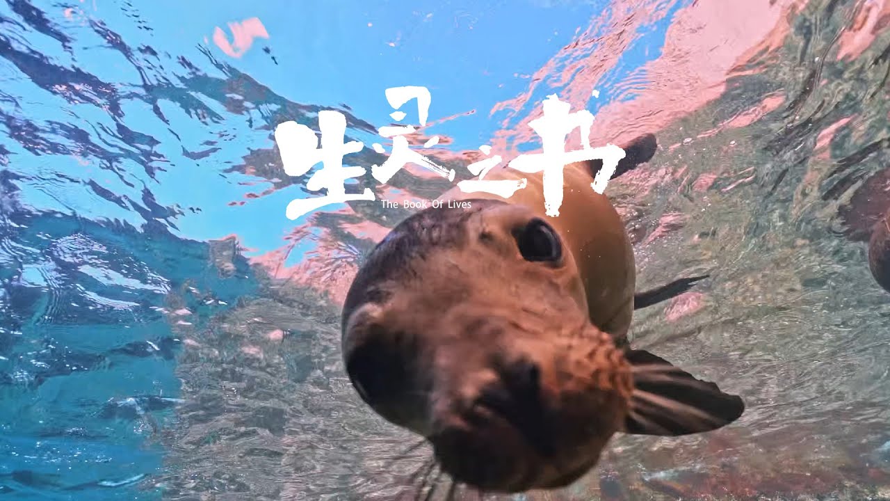 生灵之书 The book of lives：此片献给生活在蓝色星球上的所有生命