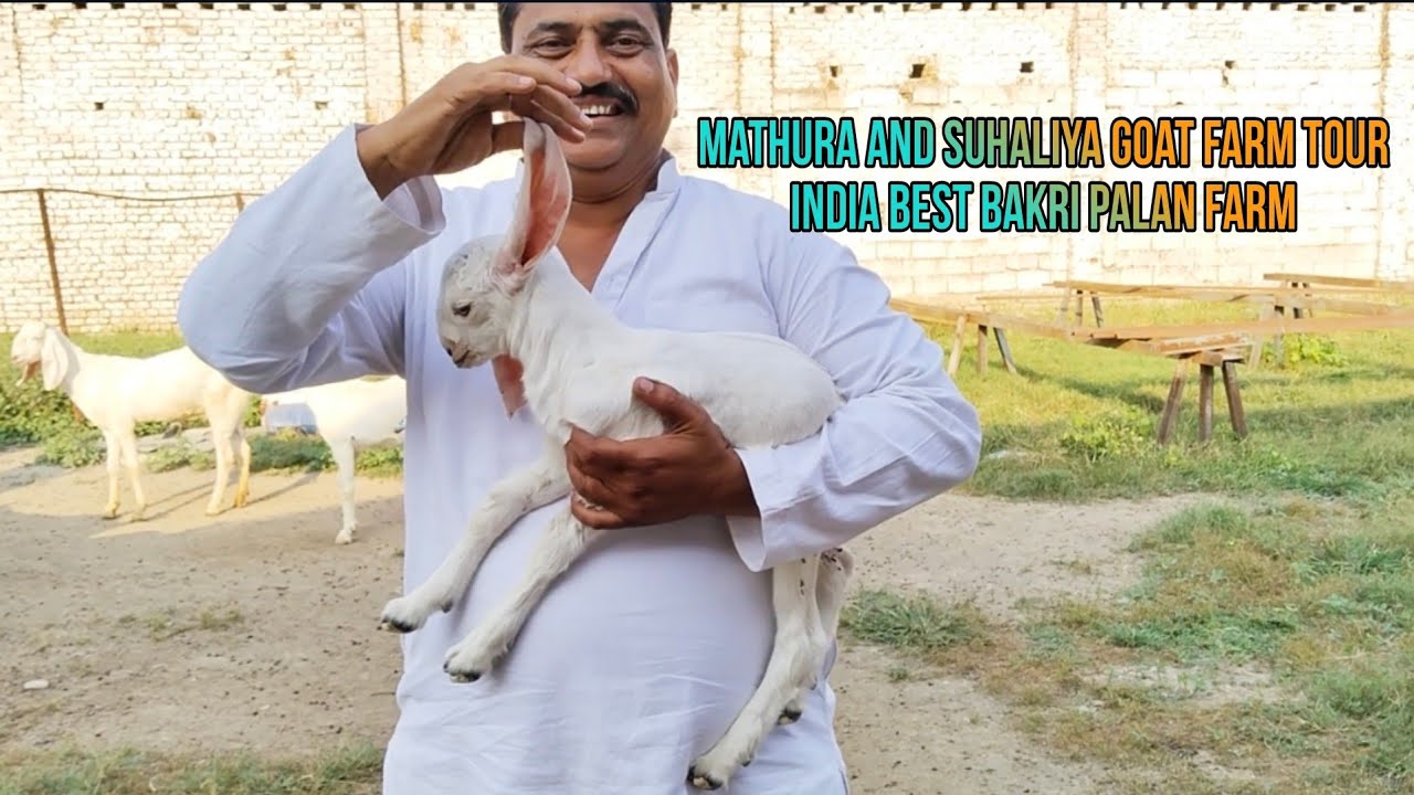 mathura and suhaliya goat farm