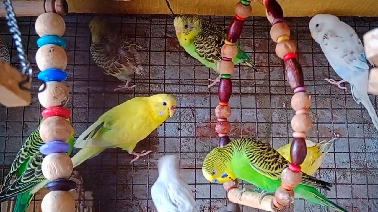 Australian Parrot Birds Full Happy#short#viral#10_January_2026