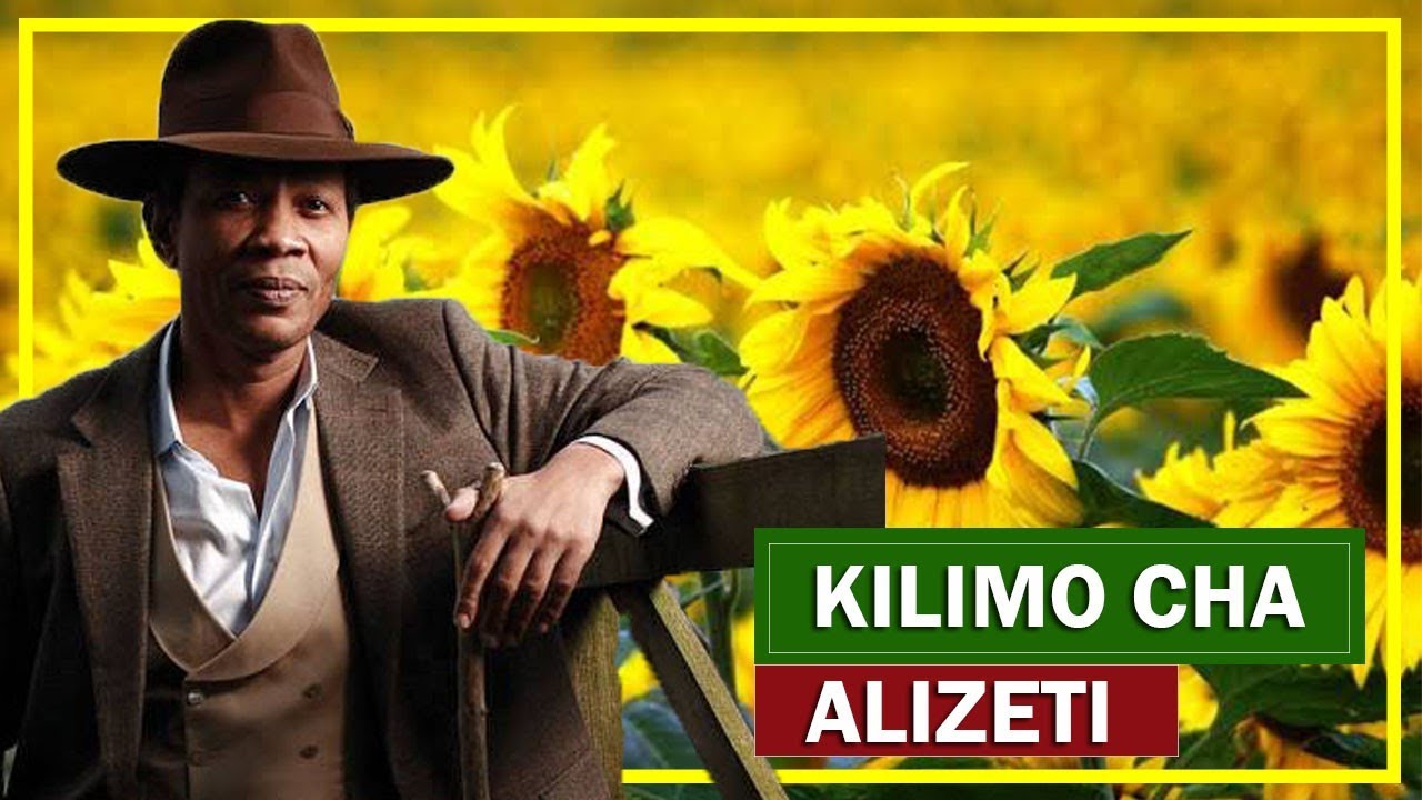 TAJIRIKA NA KILIMO CHA ALIZETI