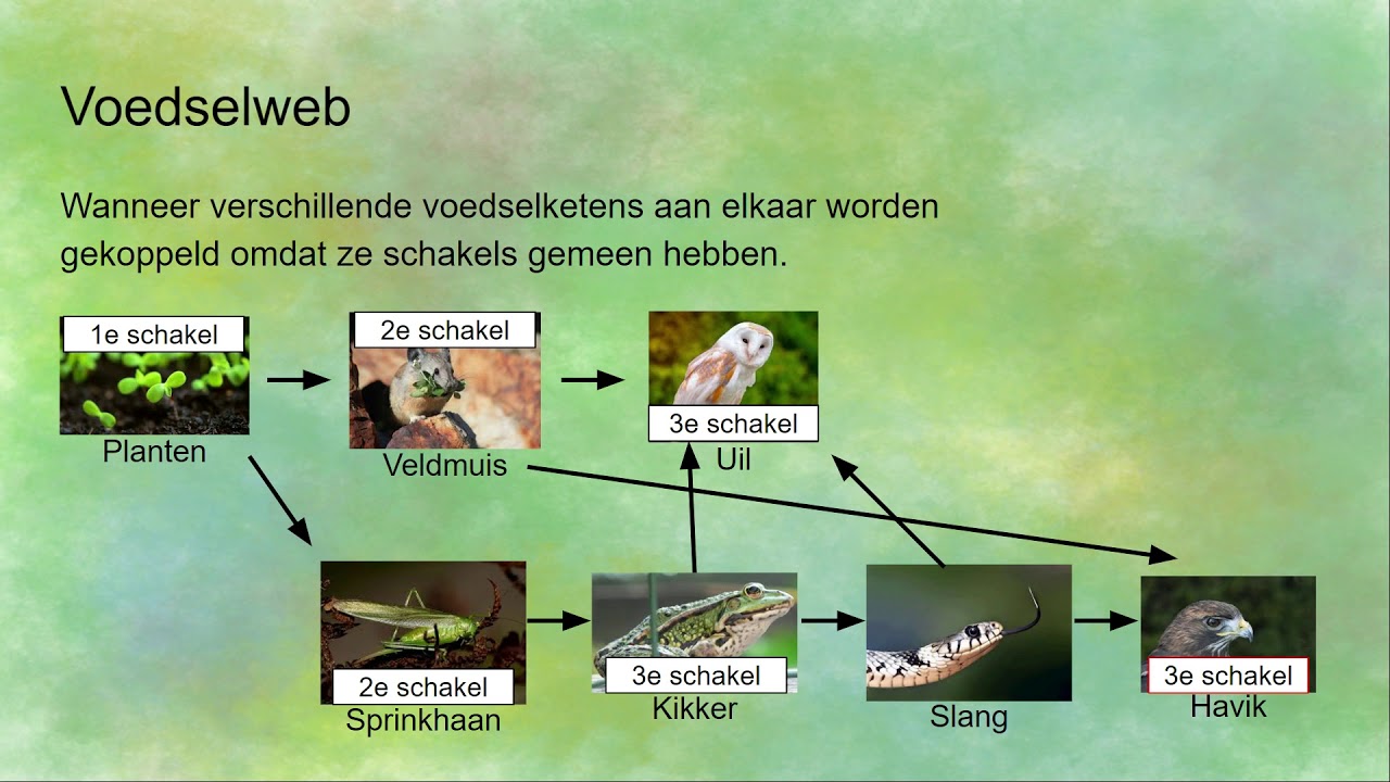 Voedselrelaties, Voedselketens en Voedselwebben