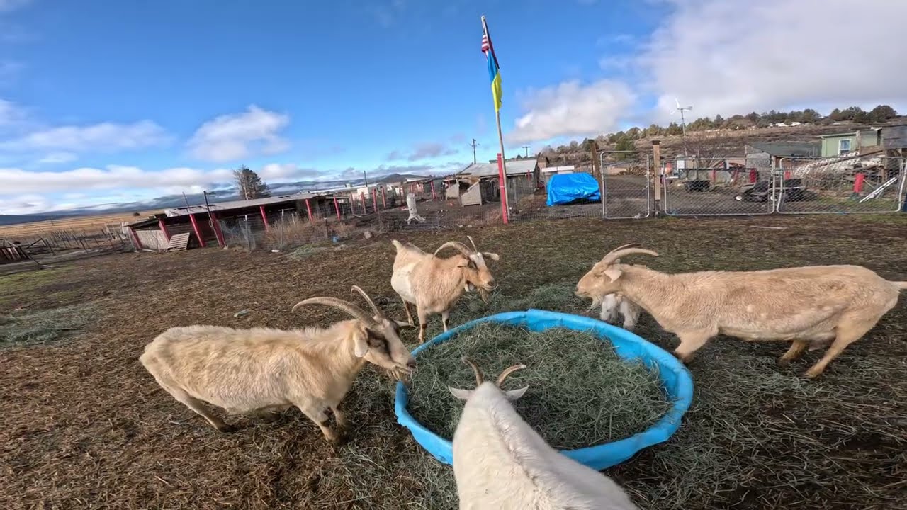 One month old baby goats