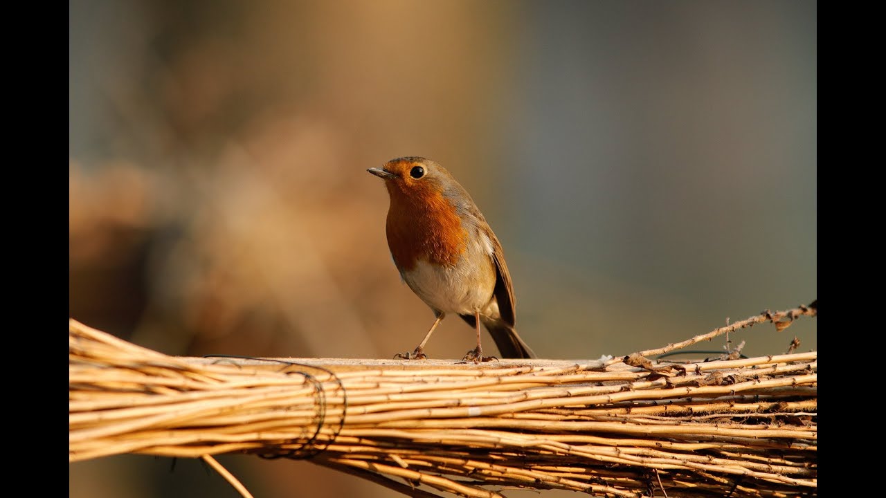 #birdgarden relaxing bucolico nella luce del mattino 2