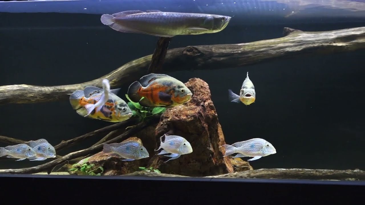 Aquarium Amazonien 4000L