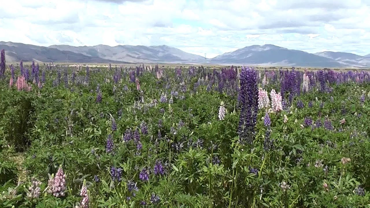 High Country Forage Project - Lupin Harvest 16/12/2013
