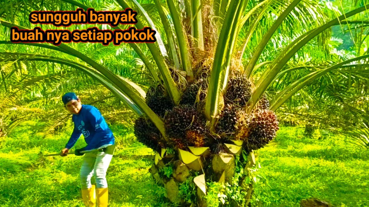 panen sawit berbuah lebat-lebat