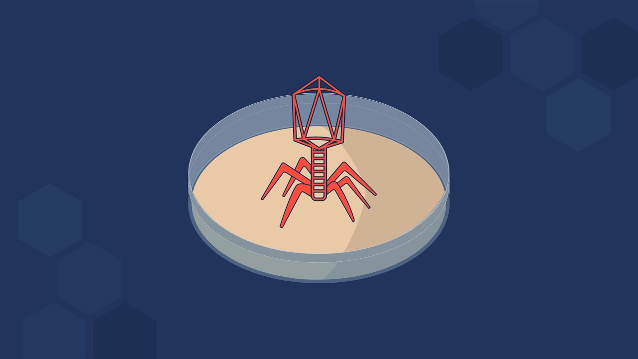 Bacteriophage T4: Plaque Assay
