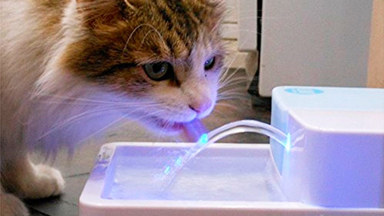 10 COOLE Gadgets für KATZEN, die den Kauf wert sind
