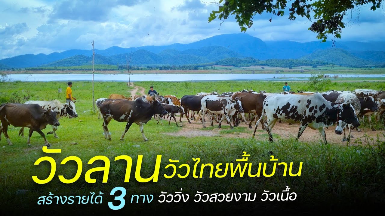 เลี้ยงวัวไทยพื้นบ้าน สร้างรายได้ 3 ทาง วัวลาน วัวสวยงาม วัวเนื้อ
