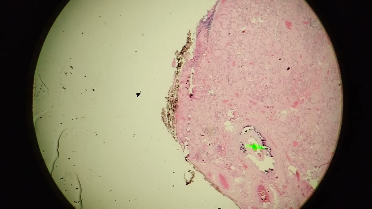 Pato lab