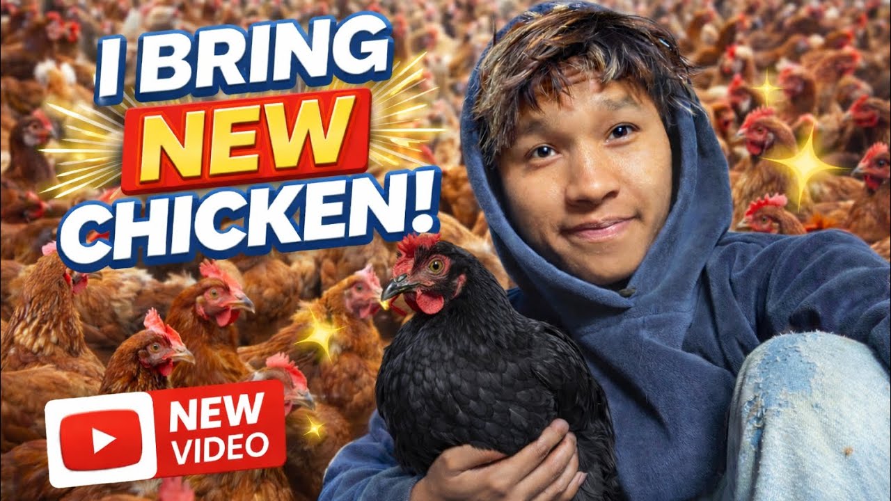 Finally Brought New Black Chicken 😍 | Village Chicken Farming