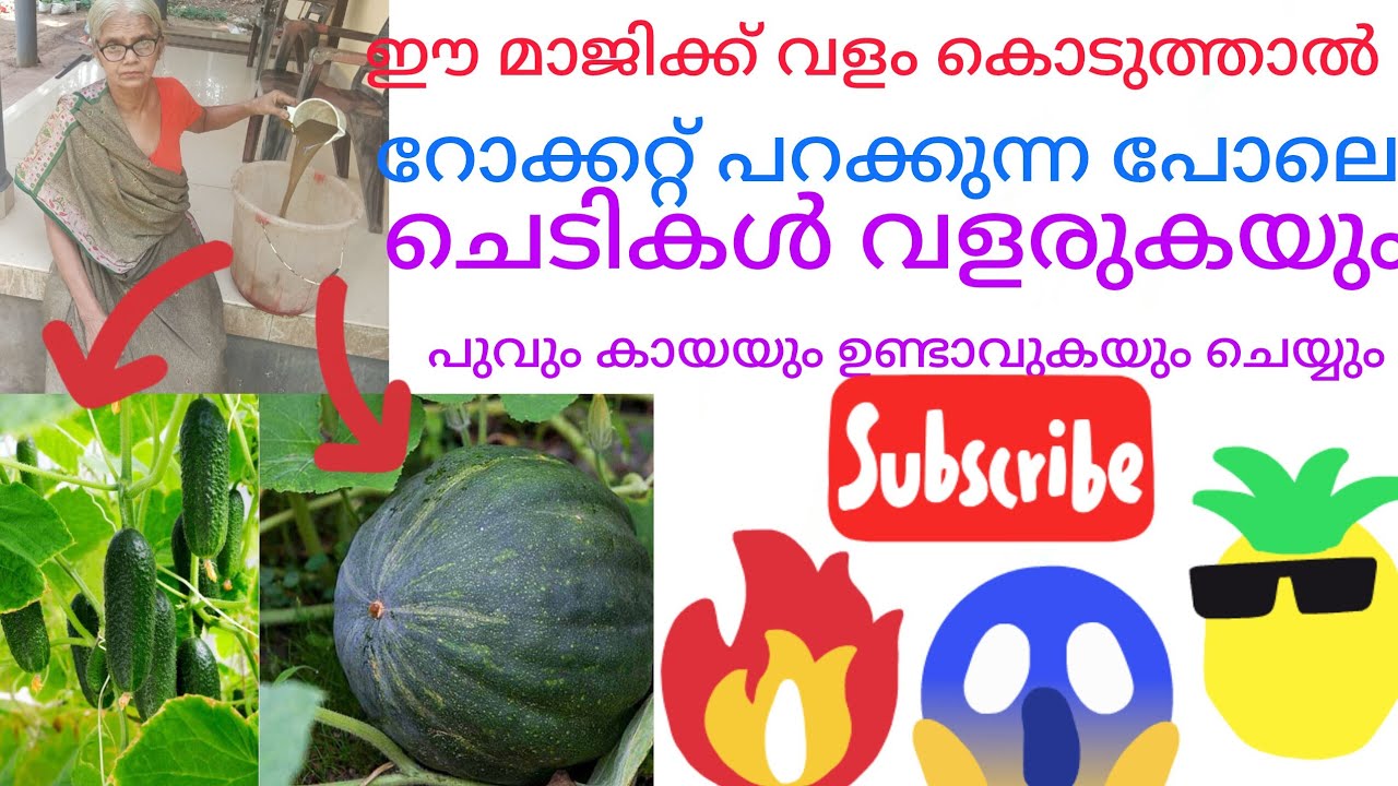 ഈ ഒരു വളം കൊടുത്തു നോക്കു പച്ചകറിയുടെ തലവരമാറ്റുന്ന ജെയവ സ്ലറി ഇതുവരെ ആരുംകൊടുത്തുനോക്കാത്ത സ്ലറി 