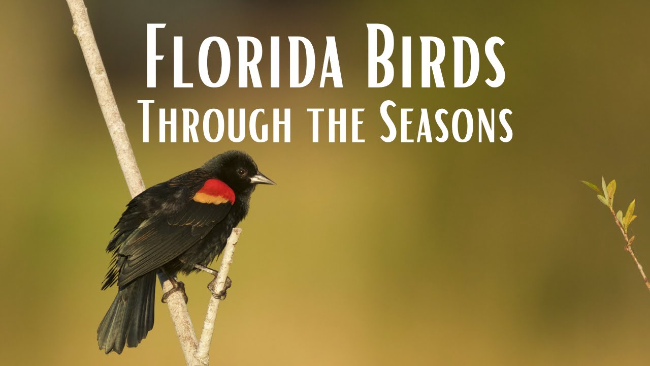 Florida Birds through the Seasons