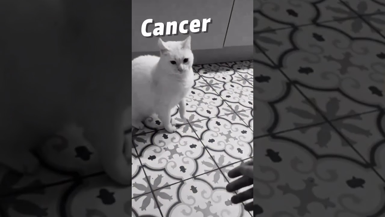 Zodiac Signs as Animals 🐶🐈 - Zodiac Signs Tiktok #Shorts