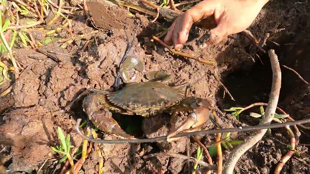 finding crabs naturally at the mangrove