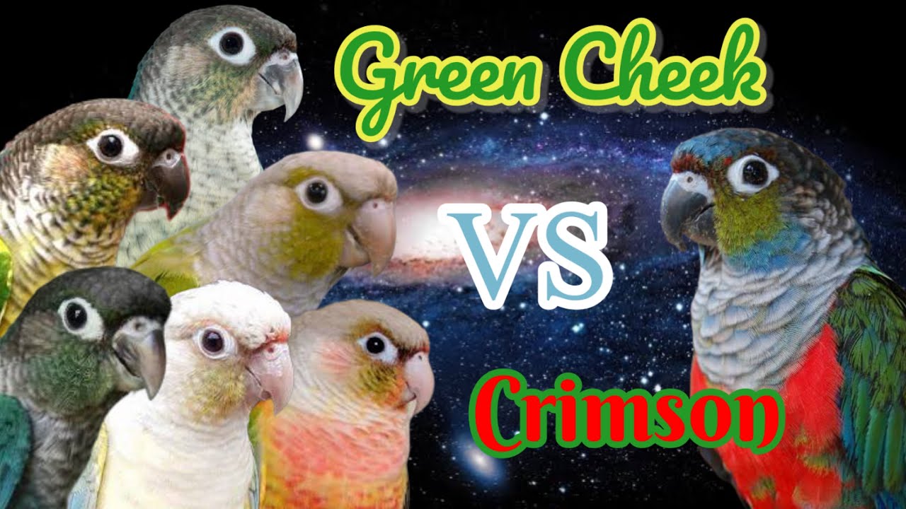 รู้ก่อนเลี้ยง ความแตกต่าง ระหว่าง กรีนชีค คอนัวร์ กับ คิมสัน คอนัวร์ | YinFinFood