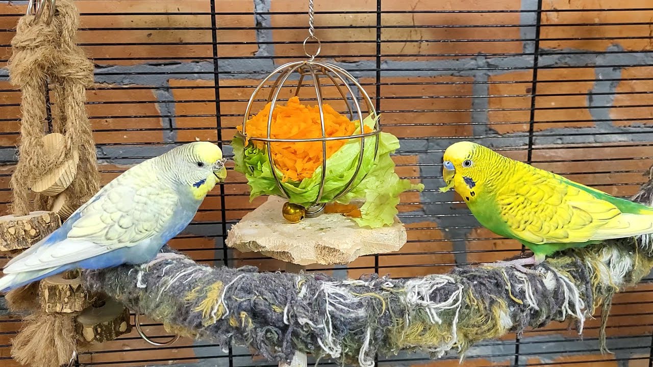 budgie parakeet sounds for 7 hours