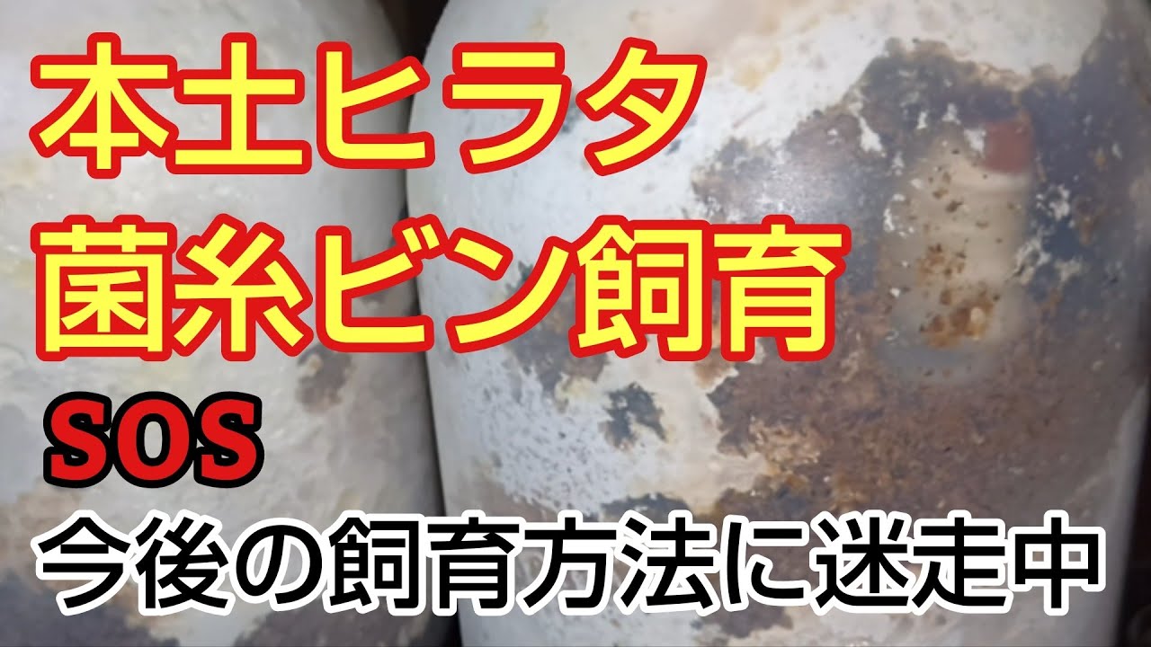 本土ヒラタクワガタの幼虫を菌糸ビンで飼育中！今後の飼育方法について