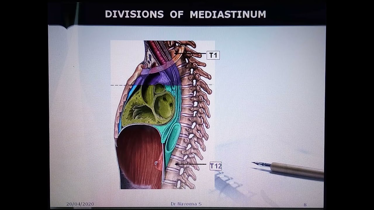 Mediastinum