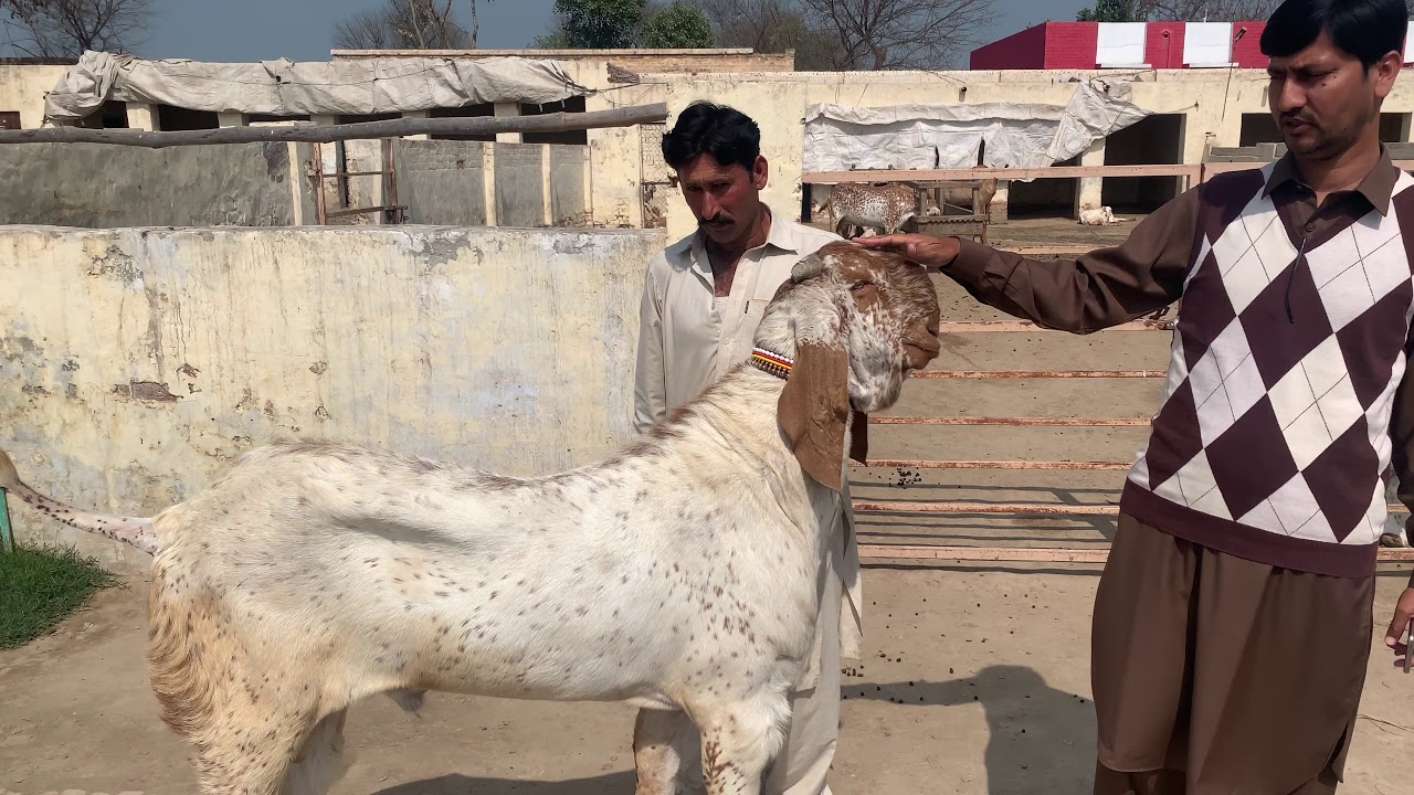 Makhi Cheena Breeder Of Syed Ali’s Goat Farm(yuman 1)