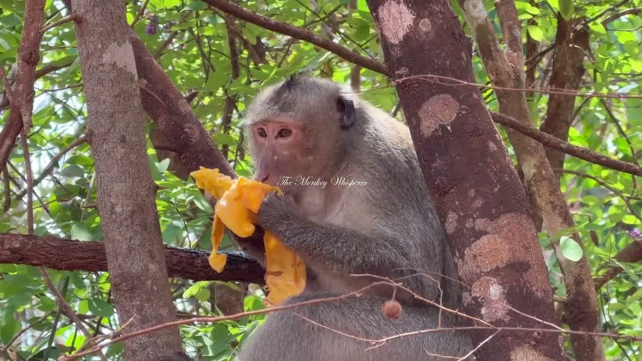 Mission to visit monkeys Ashley Rex David and others but found O..?