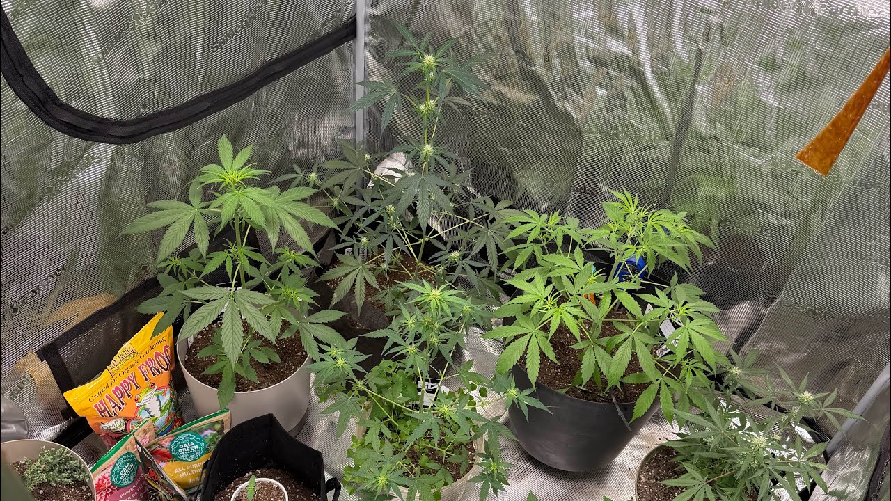 5x5 grow tent . Let&rsquo;s have a look 👀 🌱💚
