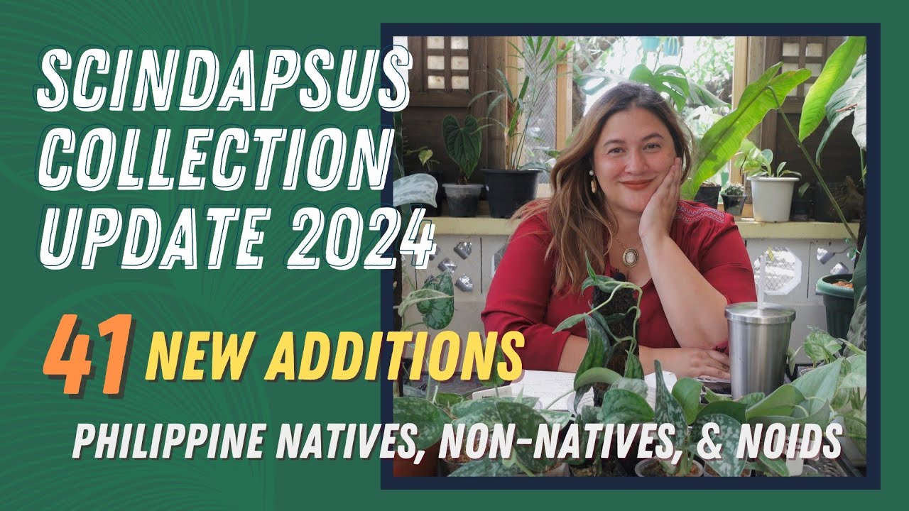 SCINDAPSUS | A Scindapsus Collection Update. 41 New Ones: Philippine Natives, Non-Natives, and NOIDS