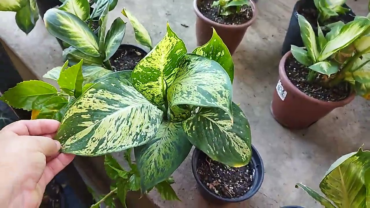 vamos vê plantas na promoção. floricultura bambu