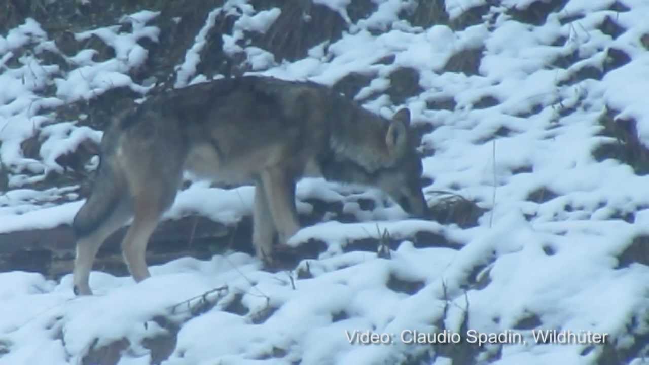 Wolfsmonitoring am Calanda