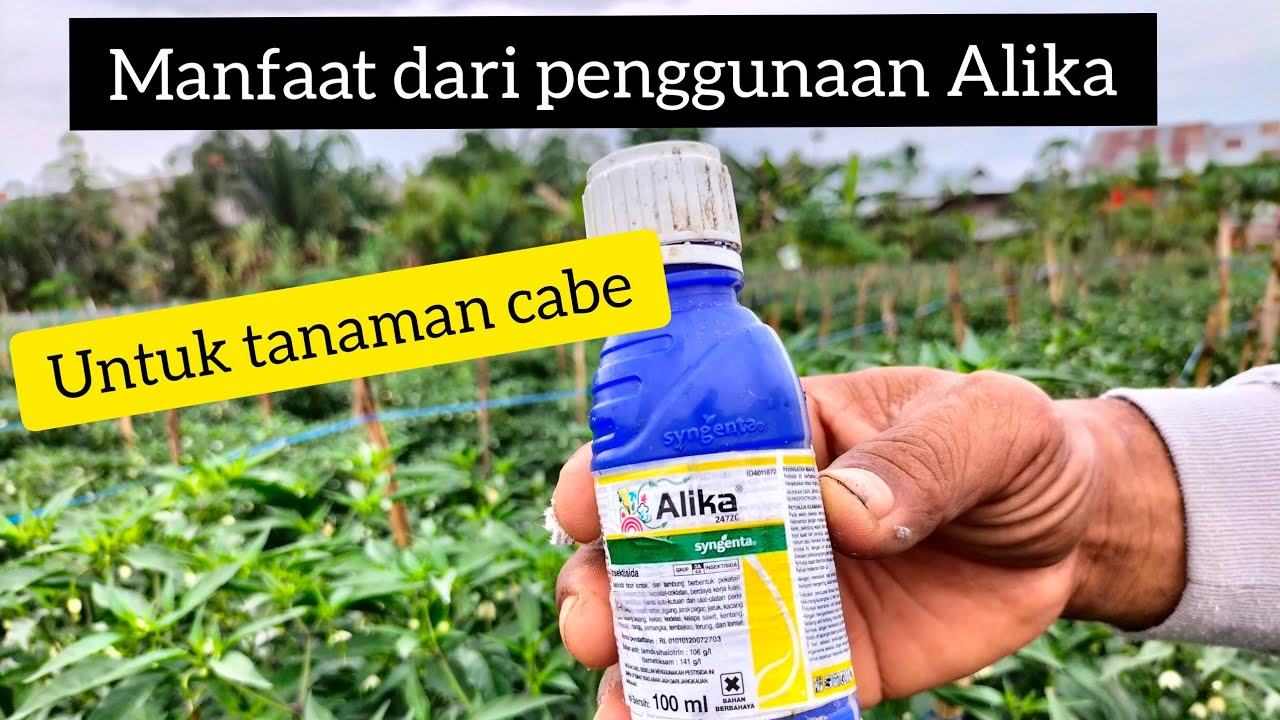 manfaat  penggunaan obat Alika untuk  tanaman cabe