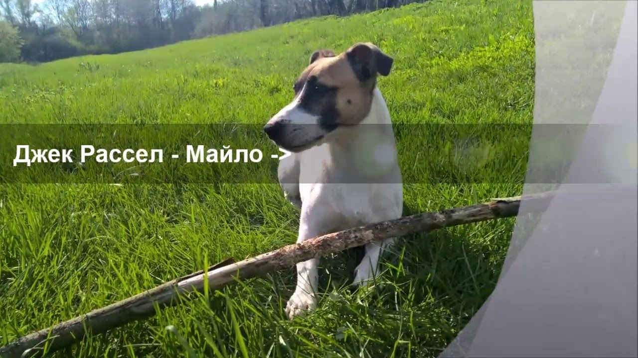 Джек Рассел терьер - сообразительная порода/Jack Russell Terrier - smart dog