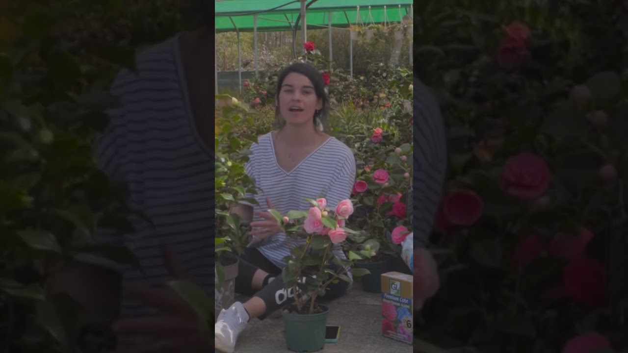 &iquest;Cuando se poda la camelia?
