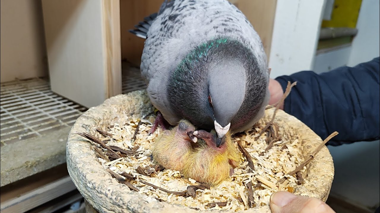 Nestkontrolle