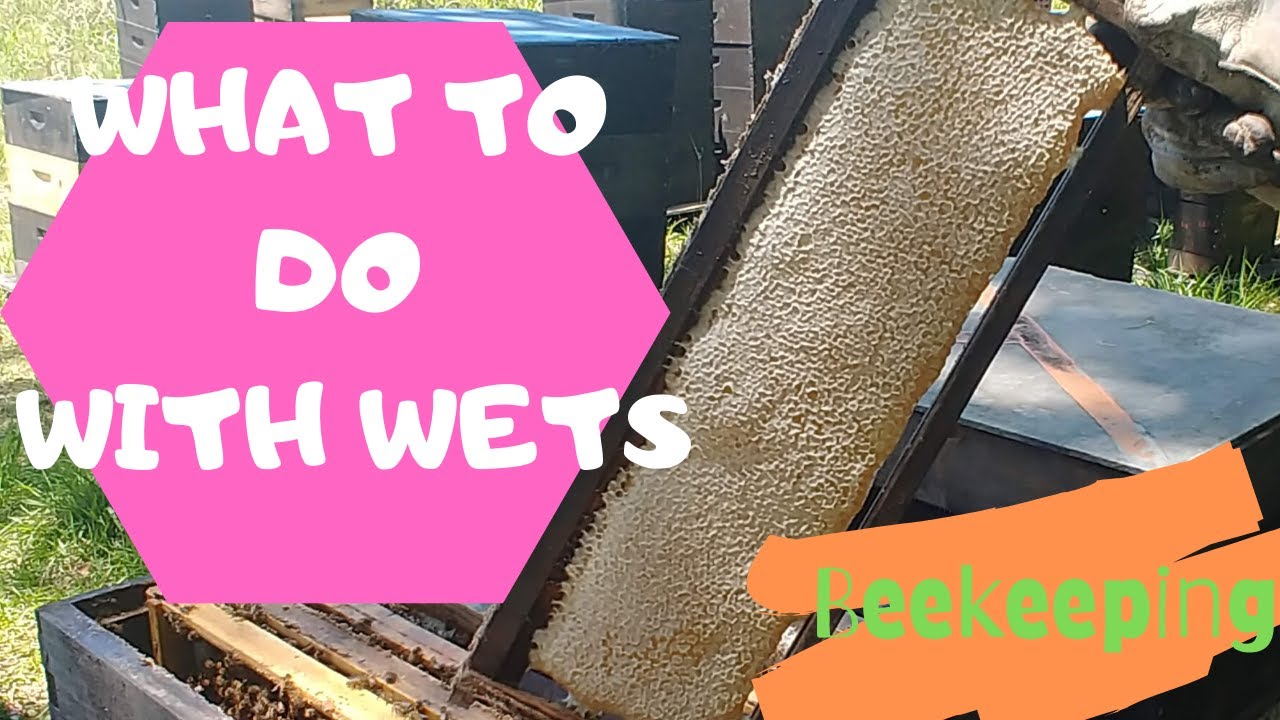 ☯️ Beekeeping  | What To Do With WET FRAMES After #Honey Harvest