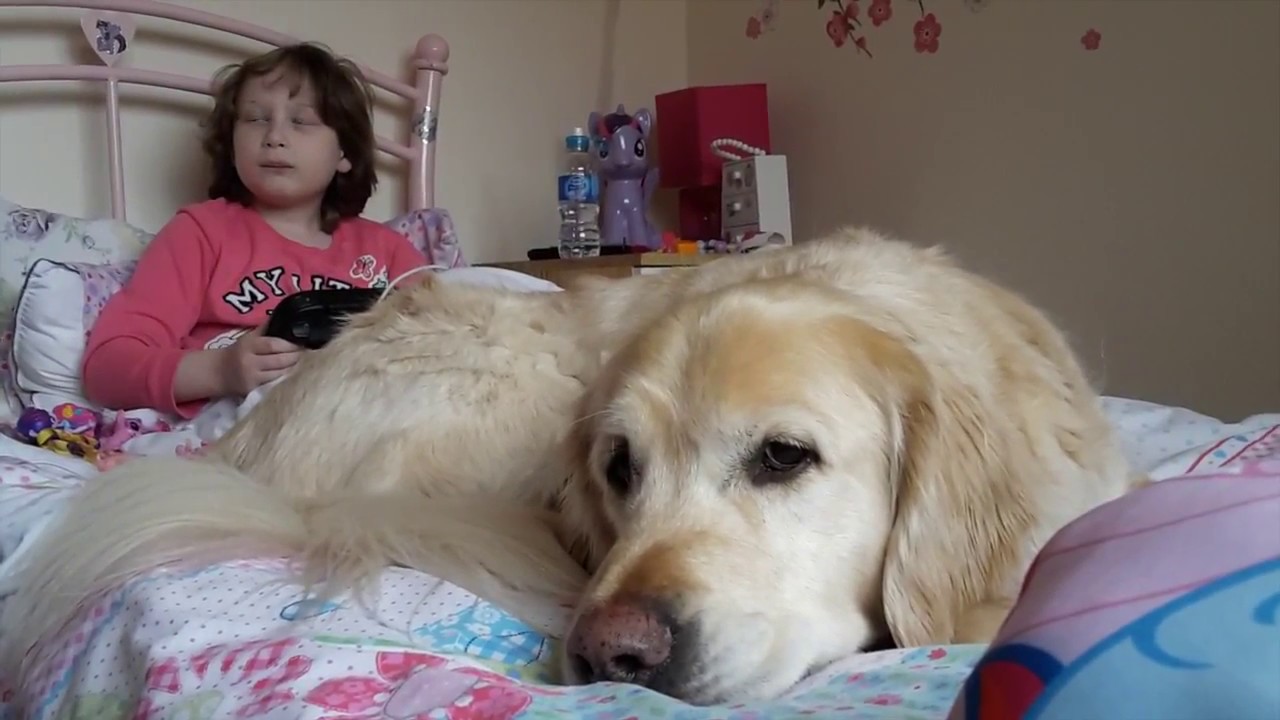 Autism assistance dog Quartz opened up Beth and her family's world | Dogs for Good