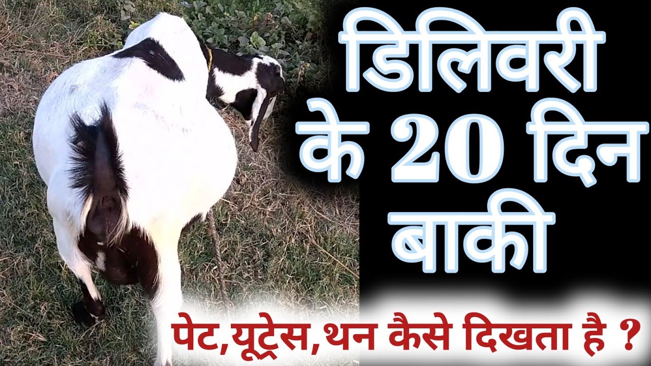 गाभिन बकरी की डिलिवरी के 20 दिन बाकी कैसी दिखती है बकरी 7 महीने का अनुभव के साथ विस्तार से चर्चा।