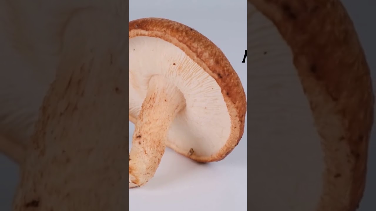 What is AHCC? #shorts #AHCC #biohacking #immunesupport #liversupport #cancersupport #shiitake