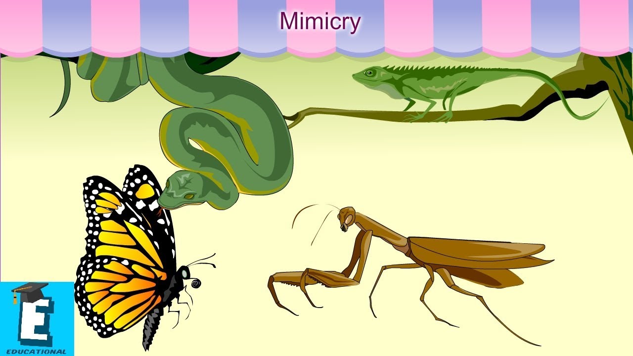 Mimicry Learn for Children and Kids | EDUKID Learning