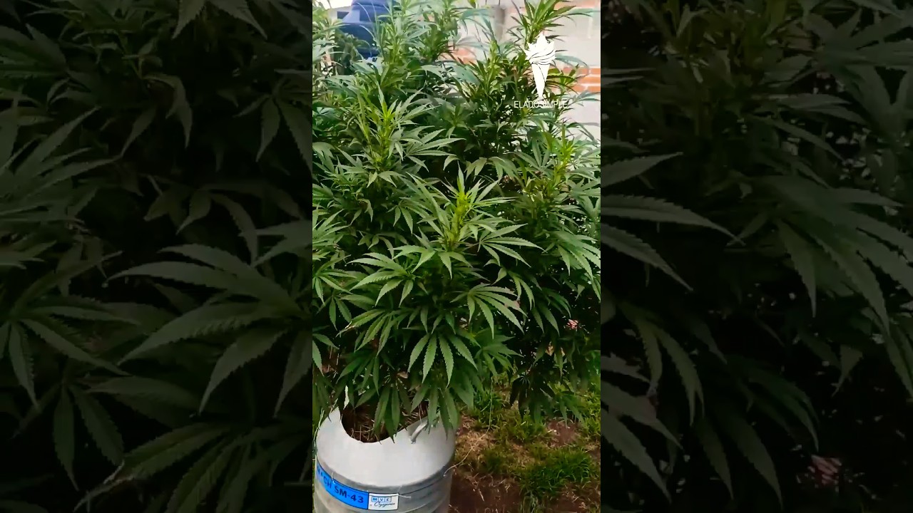 Evoluci&oacute;n de 20 a 80 litros de maceta
