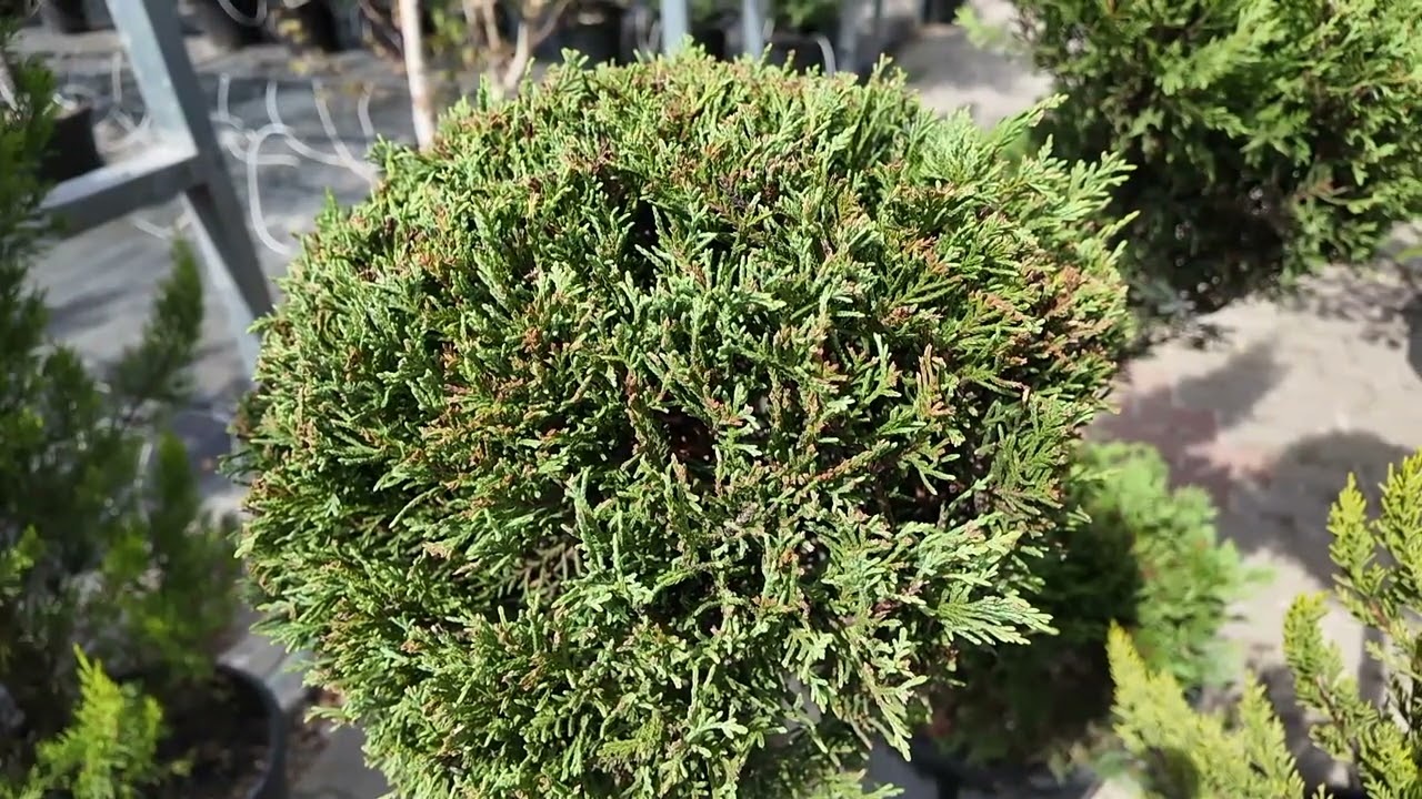 În grădina Danei: Leylandii, un arbust mereu verde (@TVR1)