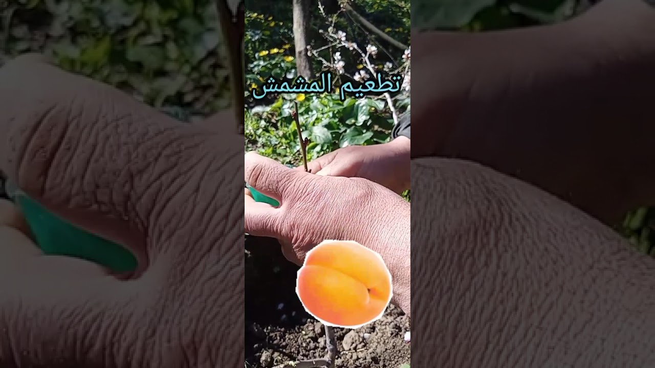 تطعيم المشمش على اللوز المر بطريقة الشق #2026 #abricot #apricot#grafting #fruit #nature #bio #like 