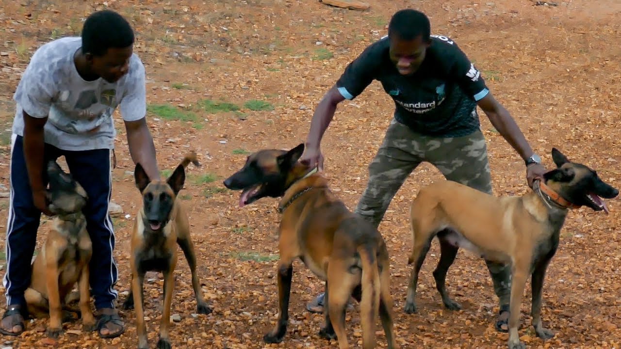A visit to Todo Perro Kennel | All about the Belgian Malinois