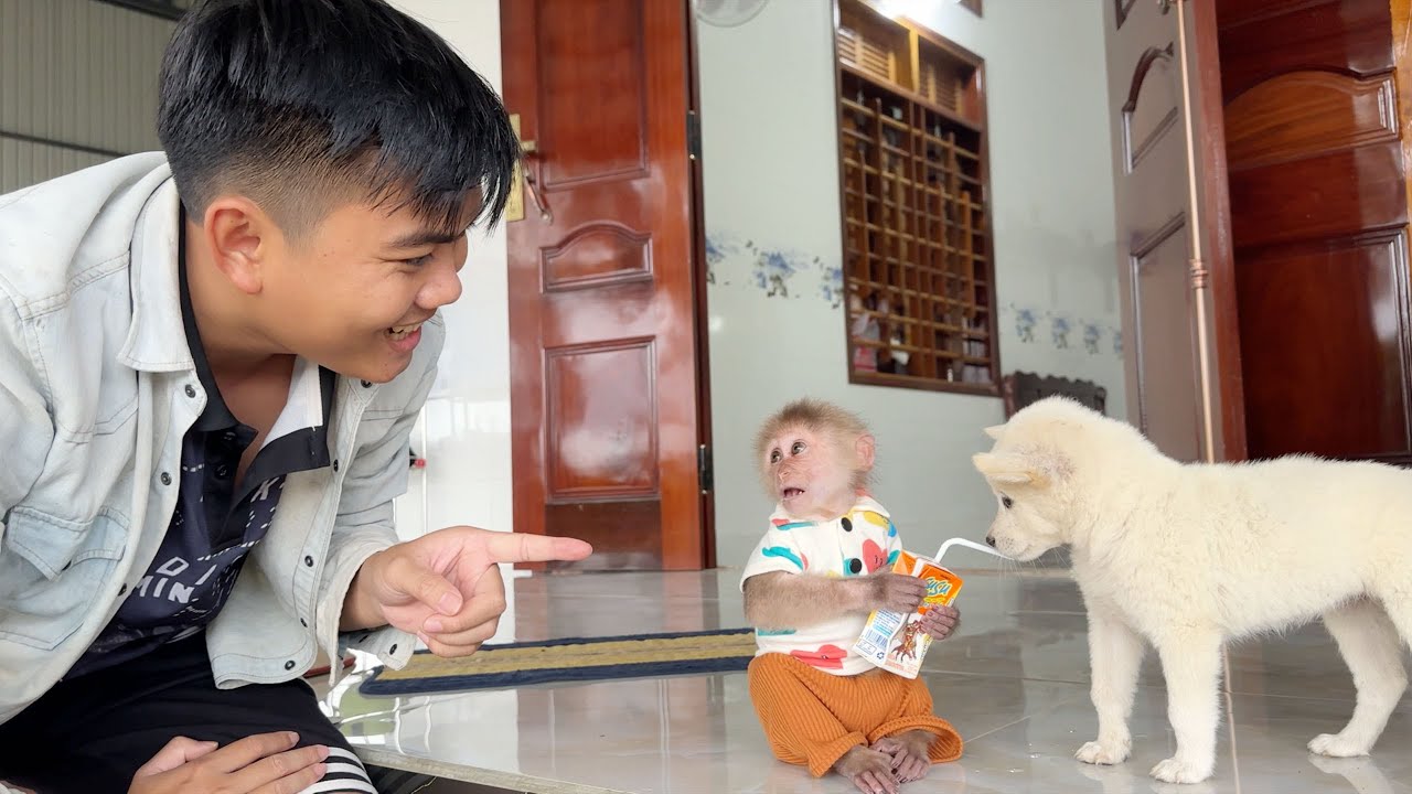 Monkey SinSin Uses Unbelievable Intelligence to Surprise Dad