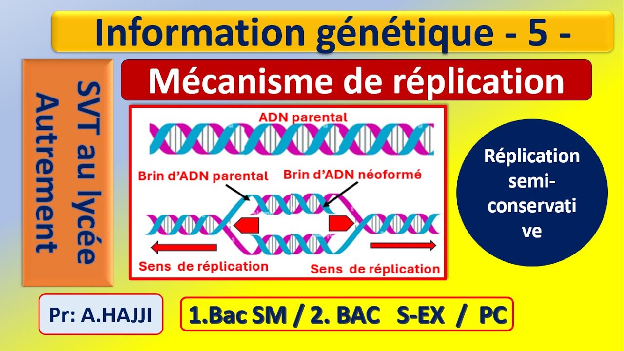 Réplication semi-conservative de l'ADN:  réplication continue et discontinue - fragments d'OKAZAKI