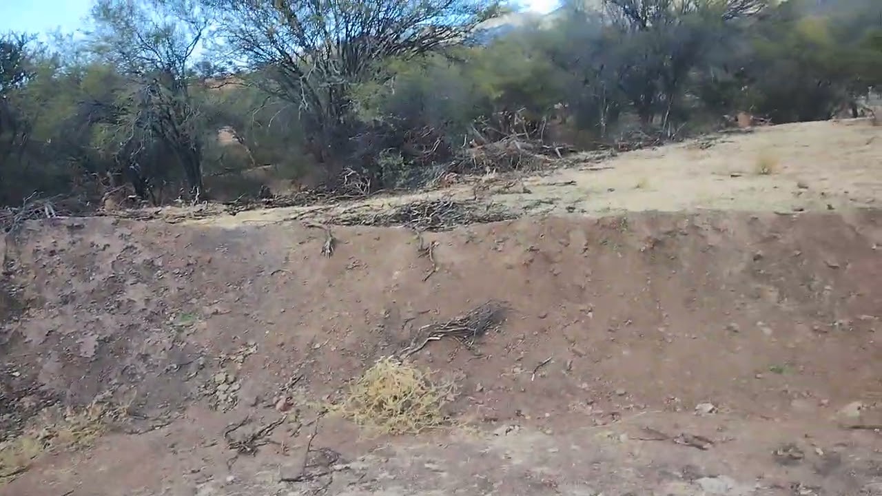 En busca de leña y paseando Ami 🐕1.0. #shortsvideo