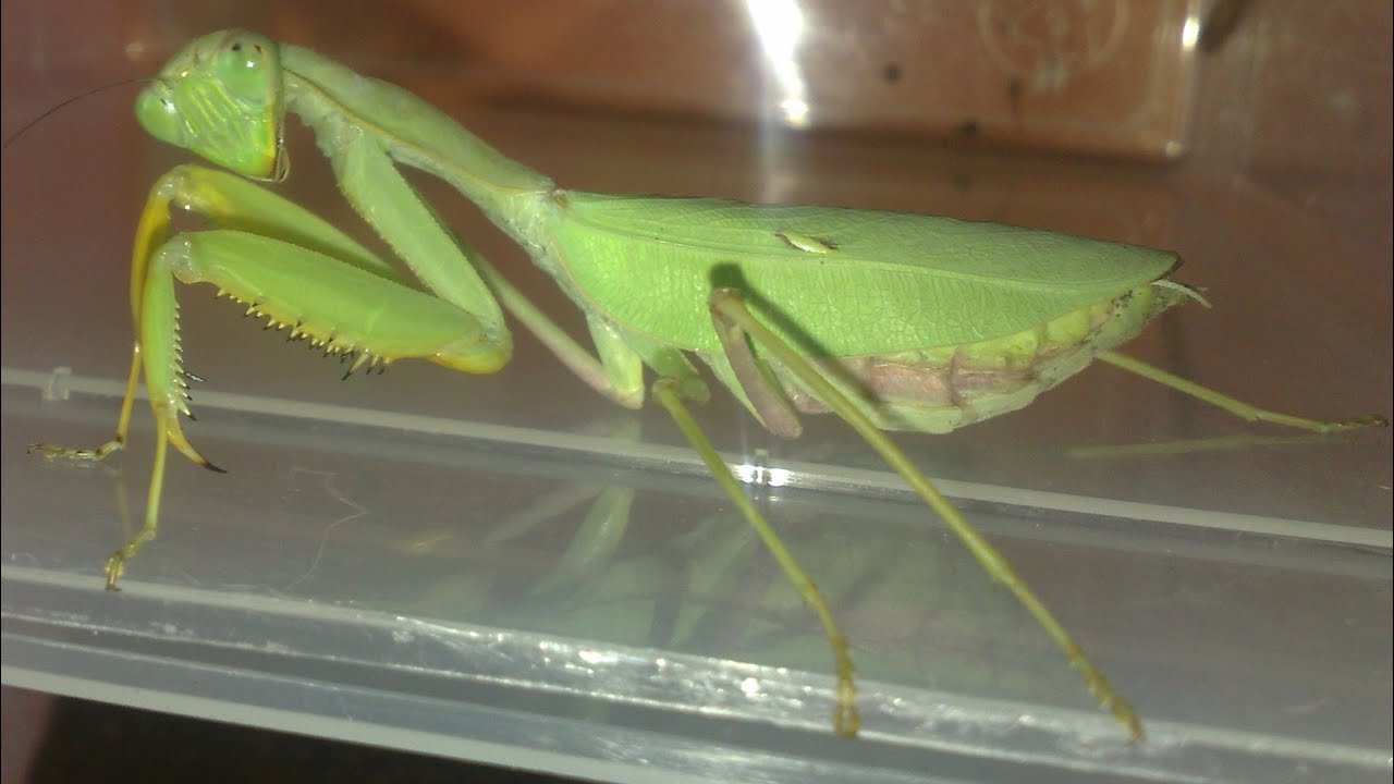 African mantis Sphodromantis lineola  (africká kudlanka) [Inferion7]