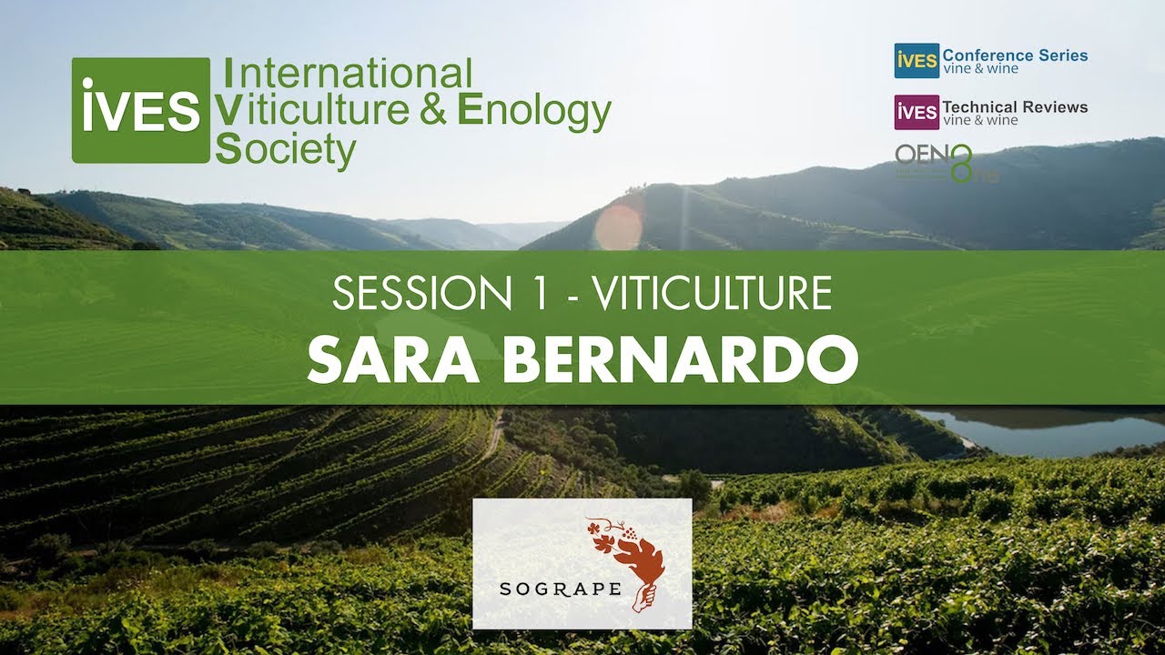 Vine response to Mediterranean summer stress & development of adaptation strategies (kaolin case)
